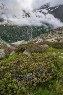 Cloudy mountain landscape with blooming alpine roses, view of rocky and glaciated mountains,