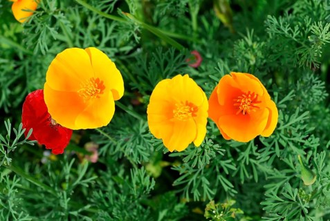 Mallows (Malva), yellow marguerites (Leucanthemum), poppy flowers (Papaver rhoeas),