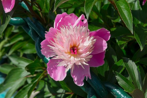 Close-up of a blooming pink peony with green leaves in the sunlight, Bowl of Beauty with double