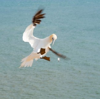 A northern gannet (Morus bassanus) (synonym: Sula bassana) in flight over the blue-green sea,