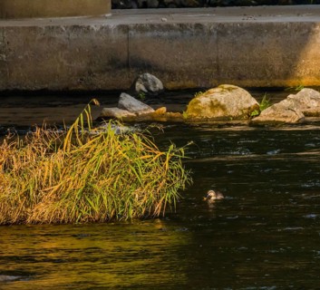 Spot-billed duck next to a green bush in a flowing river near a bridge pylon