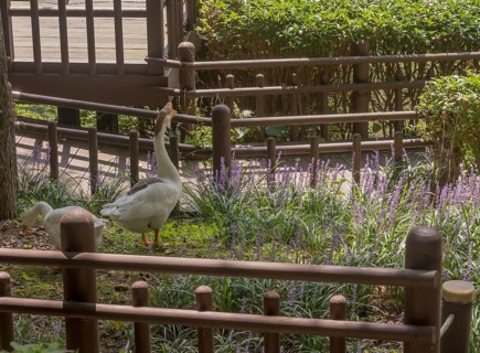 Goose and gander together in garden of lilac flowers in public park