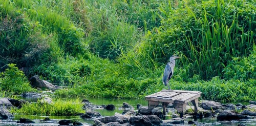 Little blue heron perched on a wooden platform in a shallow river filled with large stones with