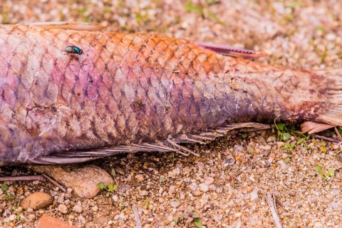 Closeup of fly feasting on the carcass of dead fish laying on the ground next to a black fishing