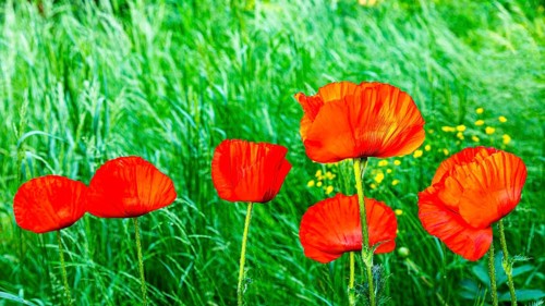 Red flowers of the Turkish poppy (Palaver orientale), Botanical Garden, Munich, Upper Bavaria,