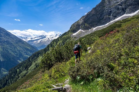 Mountaineer on hiking trail with alpine roses, Berliner Hoehenweg, mountain panorama with summit