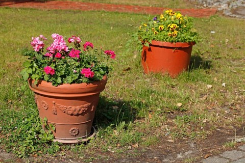Flowers in clay flower pots standing in a meadow, Germany, Europe
