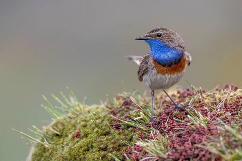 Bluethroat (Luscinia svecica), male, on shrub, Castilla y Leon province, Picos de Europa, Spain,