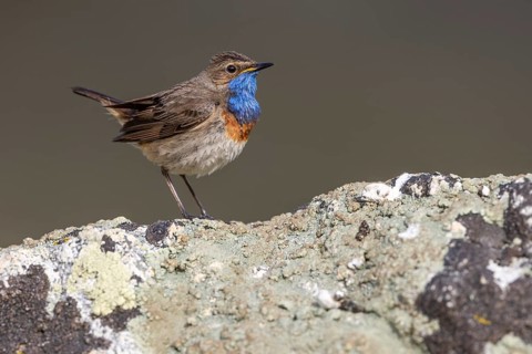 Bluethroat (Luscinia svecica), male, on stone, Castilla y Leon province, Picos de Europa, Spain,