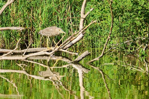 Black-crowned night-heron (Nycticorax nycticorax) hunting on an old tree trunk at the edge of the