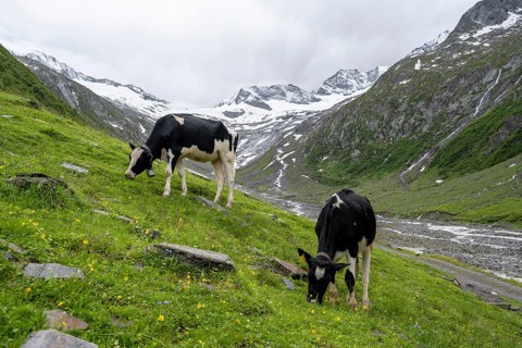 Cows grazing on the alpine meadow, Schlegeisgrund valley, glaciated mountain peaks Hoher Weiszint