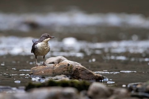 A dipper hunting, Hoennetal, Sauerland, North Rhine-Westphalia, Germany, Europe