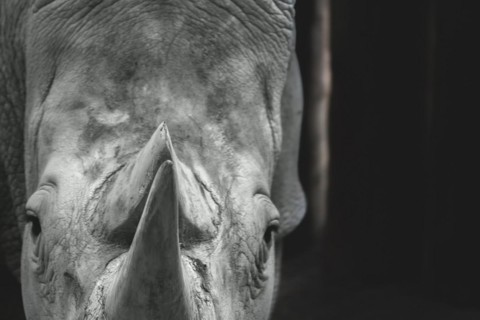 Close-up of a rhinoceros head in black and white, emphasising the texture of the skin and the horn,