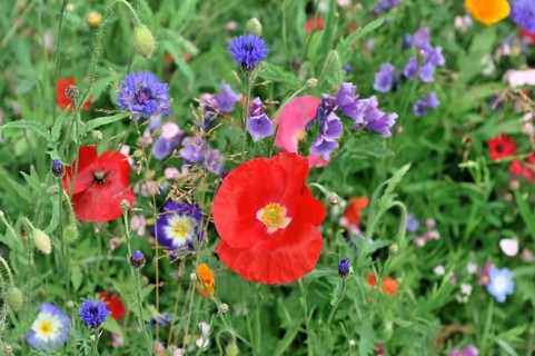 Colourful flower meadow, Schwaebisch Gmuend, Baden-Wuerttemberg, Germany, Europe