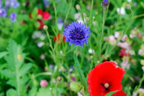 Cornflowers (Centaurea cyanus), yarrow (Achillea), mallow (Malva), yellow daisies (Leucanthemum),
