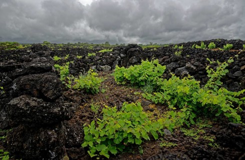 Young green vine growing in a field of black lava rocks under an overcast sky, North Coast, Santa