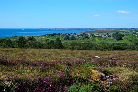 Heath landscape between Cap de la Chevre and Morgat, behind Pointe de Pen Hir with the rocks Les