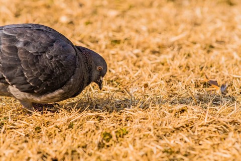 Close up of pigeon on the ground looking for food in dry brown grass