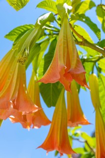 Orange-flowered angel trumpets (Brugmansia) against a blue sky in Sant'ilario, Elba, Tuscan