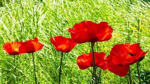 Red flowers of the Turkish poppy (Palaver orientale), Botanical Garden, Munich, Upper Bavaria,