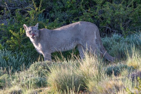 Cougar (Cougar concolor), silver lion, mountain lion, cougar, panther, small cat, Torres del Paine