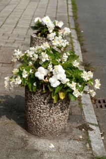Flowers in a stone flowerpot standing on the street, Germany, Europe