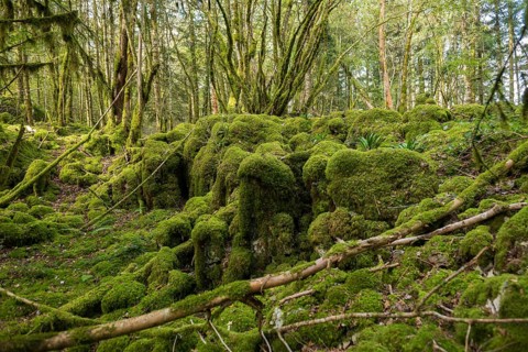 Hiking trail through forest with moss, valley of the Loue, Lizine, near Besancon, Departement