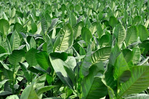 Tobacco plantation, tobacco leaves, tobacco plant (Nicotiana), tobacco cultivation in Valle de