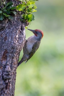 Iberian Green Woodpecker (Picus viridis sharpei) (Picus sharpei), male, on tree trunk, portrait,