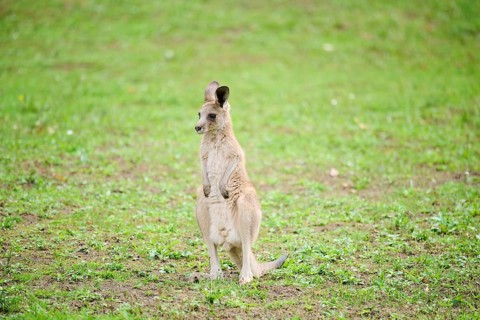 Western grey kangaroo (Macropus fuliginosus) youngtser sitting on a meadow, captive, Germany,
