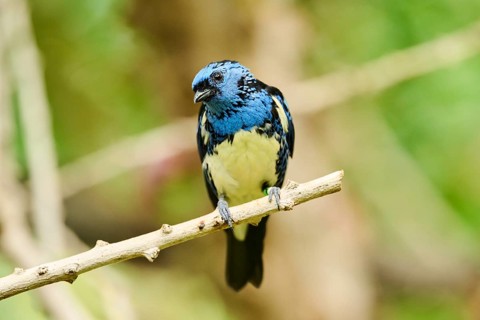 Opal-rumped tanager (Tangara velia) sitting on a branch, Bavaria, Germany, Europe
