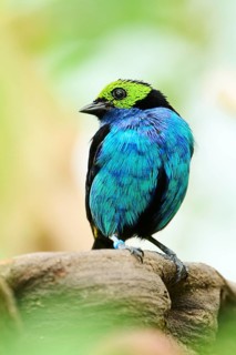 Paradise tanager (Tangara chilensis) sitting on a branch, Bavaria, Germany, Europe
