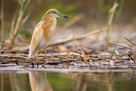 Squacco heron (Ardeola ralloides), at the edge of a reed bed, El Taray wetland, Castilla-La Mancha,
