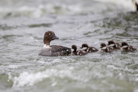 Barrow's goldeneye (Bucephala islandica), female with chicks, young birds, Laxa River, Lake Myvatn,