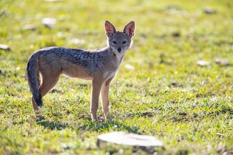 Black-backed jackal (Canis mesomeles) Masai Mara Kenya