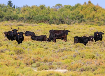 Camargue bulls, Gard, Provence, France, Europe