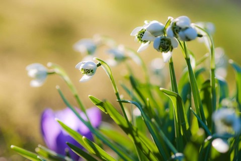Double snowdrop 'Flore Pleno' (Galanthus nivalis) with lush green leaves against the light, sunny
