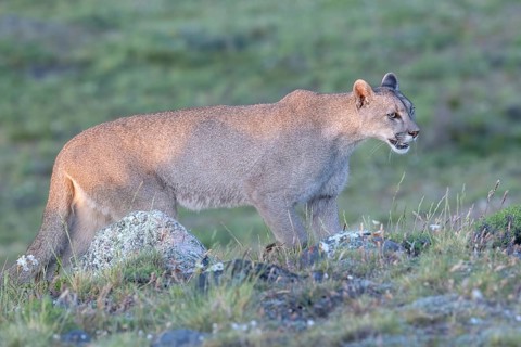 Cougar (Cougar concolor), silver lion, mountain lion, cougar, panther, small cat, Torres del Paine