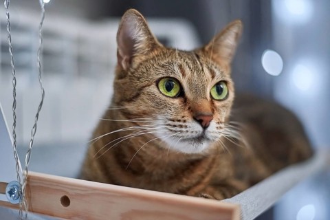 Image of a purebred Bengal cat lying on a hammock attached to a heater. Pet care concept. Mixed