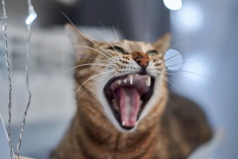 Image of a purebred Bengal cat lying on a hammock attached to a heater. Pet care concept. Mixed