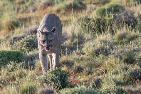 Cougar (Cougar concolor), silver lion, mountain lion, cougar, panther, small cat, Torres del Paine