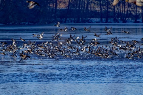 A flock of tufted duck (Aythya fuligula) and mallards (Anas platyrhynchos), take-off from the