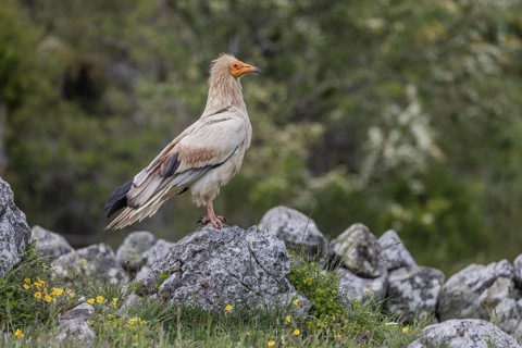 Egyptian vulture (Neophron percnopterus), on stone, Castile-Leon province, Picos de Europa, Spain,