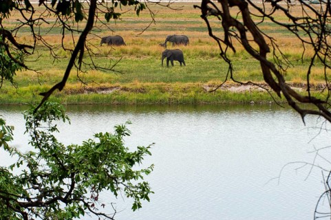 Elephant herd (Loxodonta africana), group, family, animal herd, animal family, hiking, hike, water,