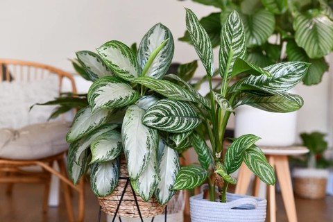 Potted tropical 'Aglaonema Silver Bay' houseplant with silver pattern in basket with other