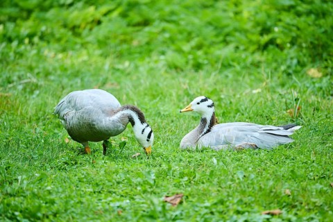 Bar-headed goose (Anser indicus) lying on a meadow, Bavaria, Germany, Europe