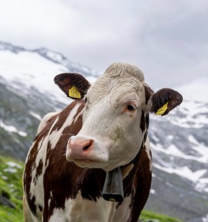Brewing white spotted cow on alpine meadow, animal portrait, valley of Schlegeisgrund, glaciated