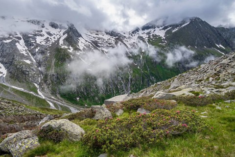 Cloudy mountain landscape with blooming alpine roses, view of rocky and glaciated mountains with