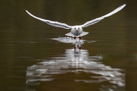 A Black-headed Black-headed Gull at take-off, Lake Kemnader, Ruhr area, North Rhine-Westphalia,