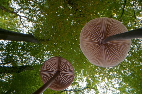 Long-stemmed garlic dwindler (Marasmius alliaceus), from below, lamellae, Hesse, Germany, Europe